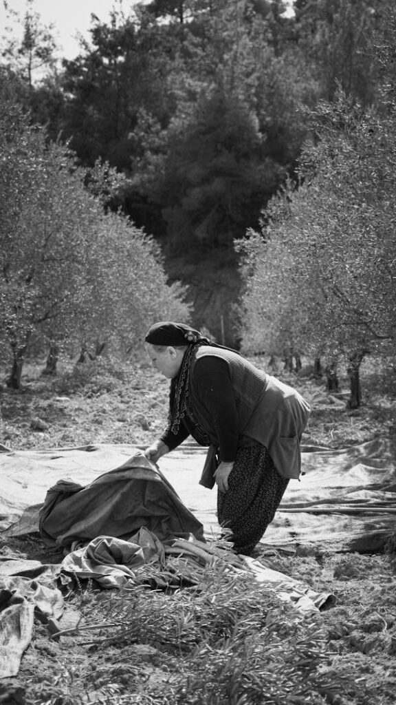 Récolte d'olives en milieu rural dans un verger