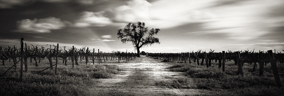 Arbre vignes