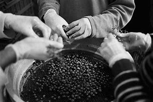égrainage de raisin